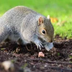 Warum Graben Eichhörnchen Meinen Garten Um?
