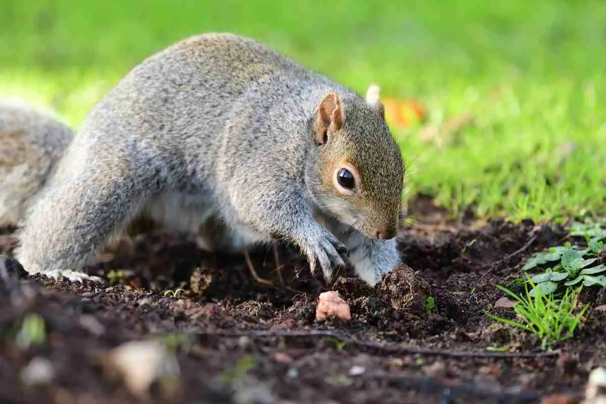 Warum Graben Eichhörnchen Meinen Garten Um?
