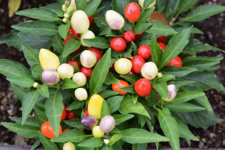 Sind Zierpaprika Essbar?
