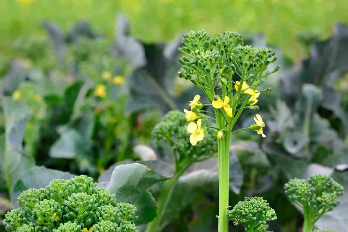 Kann man Brokkoli zum Blühen bringen?