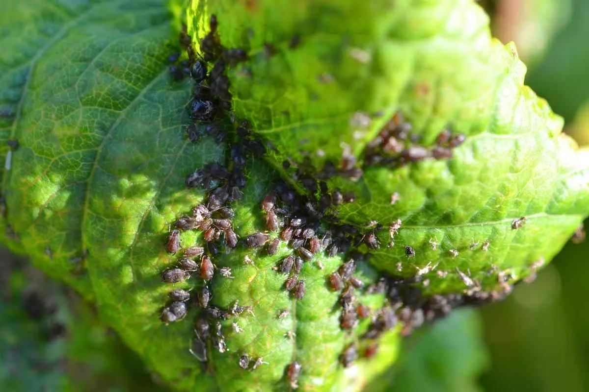 aphids_effect_garden