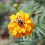 Ziehen Ringelblumen Bienen In Meinen Garten An?