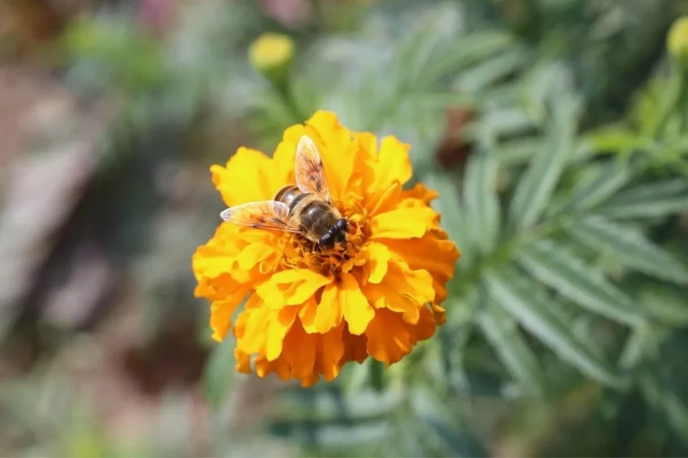 Ziehen Ringelblumen Bienen In Meinen Garten An?