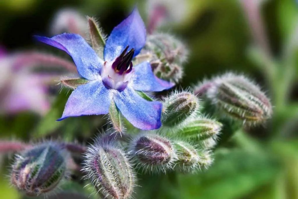 5 Kräuter, Die Blaue Blüten Hervorbringen