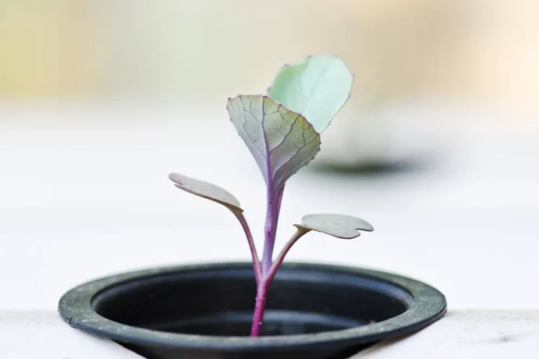 Bubbleponics Vs. Dwc: Was Ist Besser?