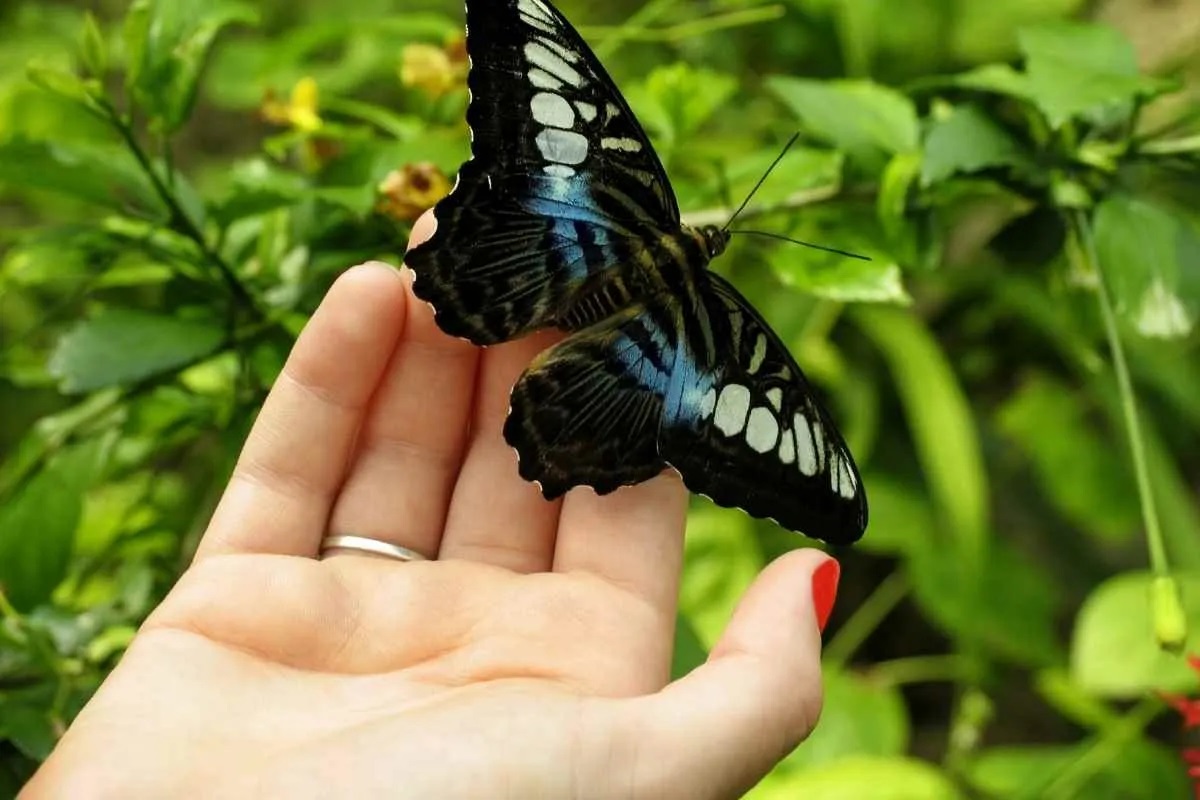 Beißen Oder Stechen Schmetterlinge? - Gartnerwelt