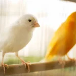 Können Kanarienvögel Im Freien Leben?