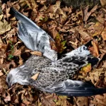 Toter Vogel Im Hinterhof (Bedeutung, Ursache Und Was Zu Tun Ist)