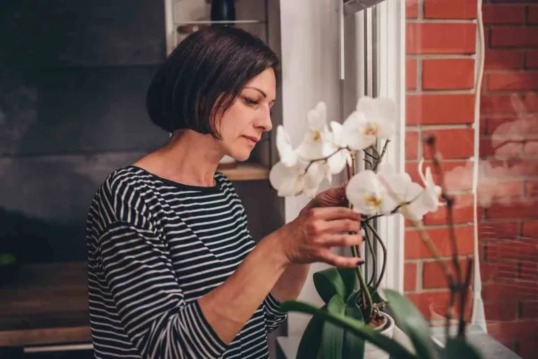 Wachsen Orchideen Nach (Wie Man Sie Wieder Zum Blühen Bringt)