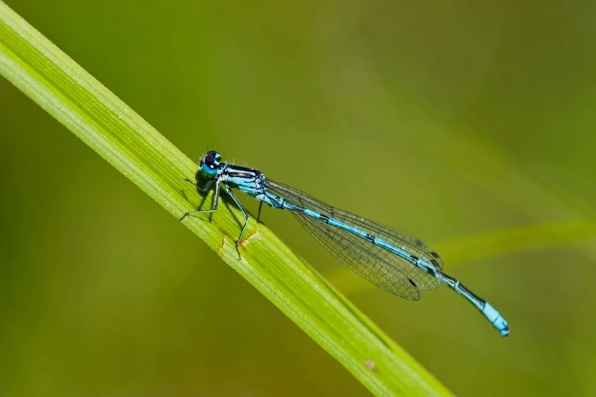 dragonflies_cons_garden