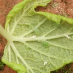 Kann man Blattläuse ertränken (um sie aus dem Garten zu vertreiben)