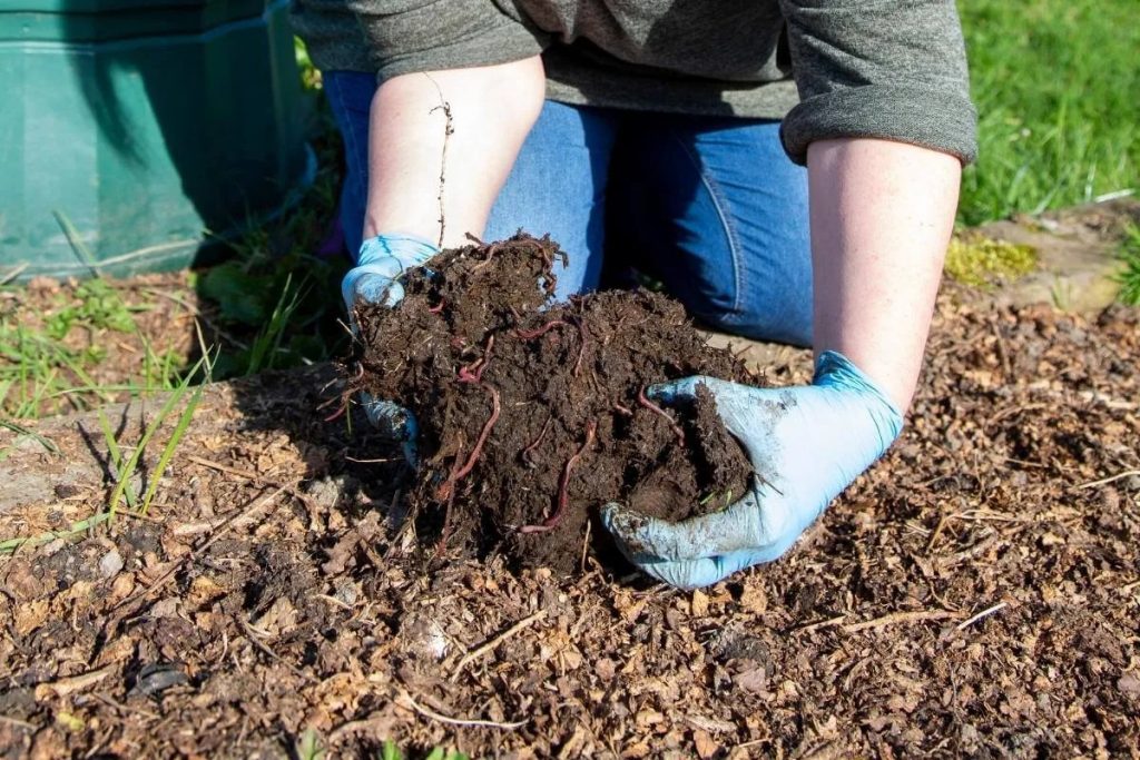 Kann ich Kompostwürmer in meinem Garten einsetzen?