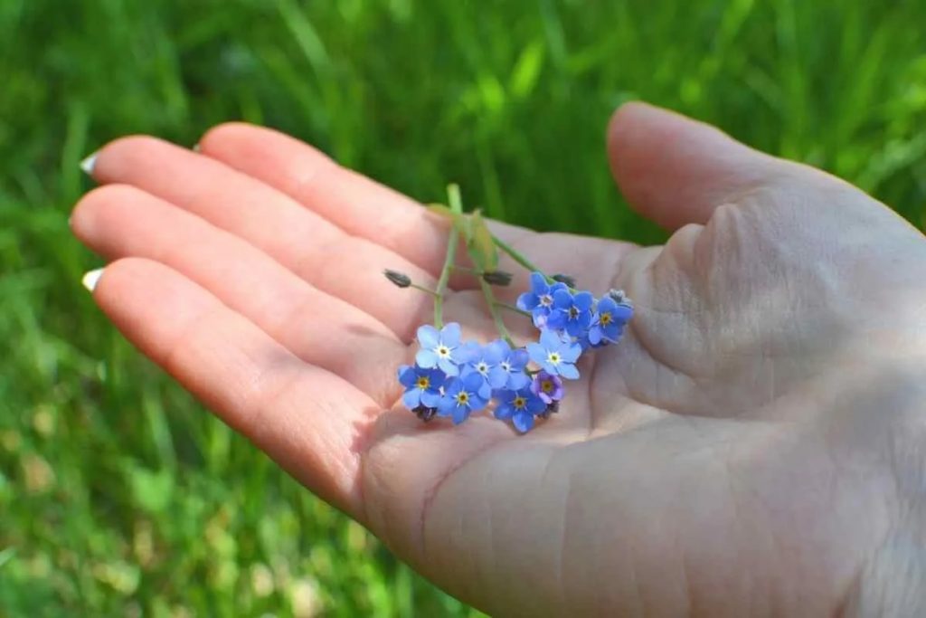 5 Kräuter, Die Blaue Blüten Hervorbringen