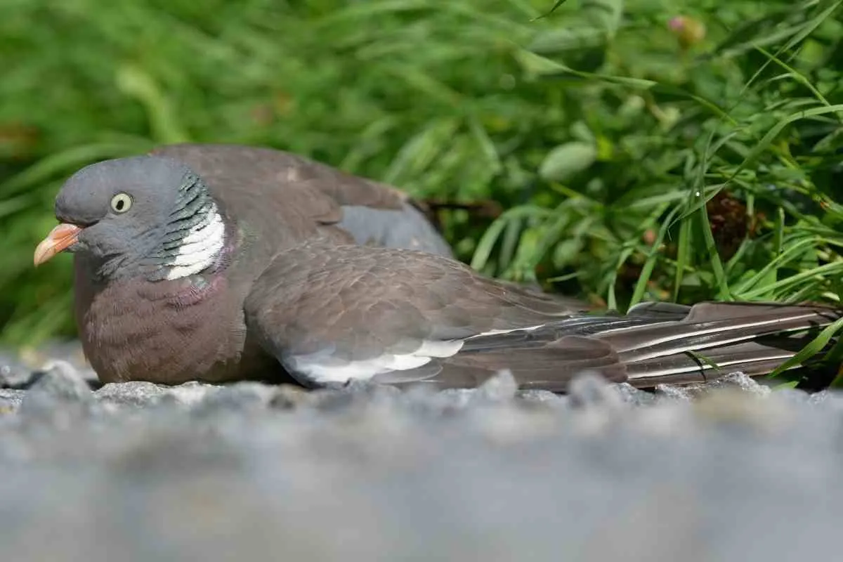 injured_pigeon_saving