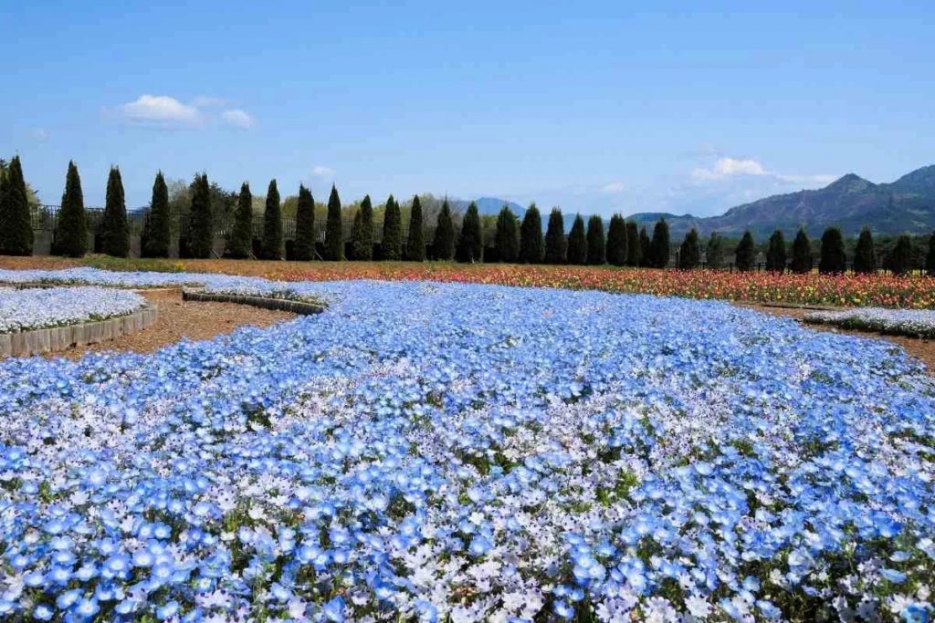 Saisonaler Leitfaden Für Japanische Blumen