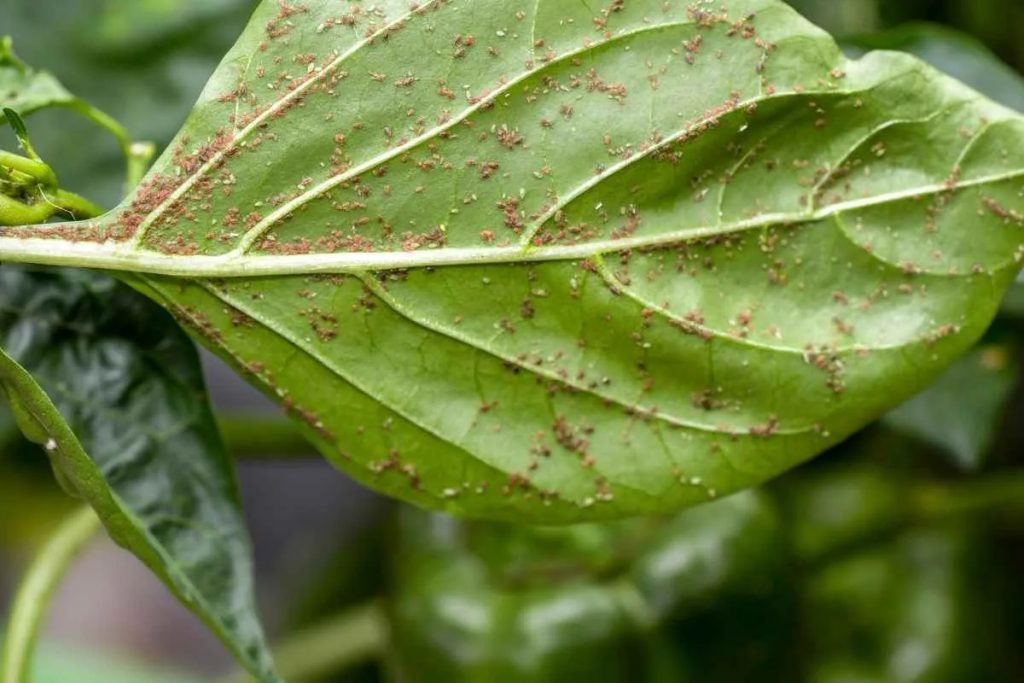 Kann man Blattläuse ertränken (um sie aus dem Garten zu vertreiben)