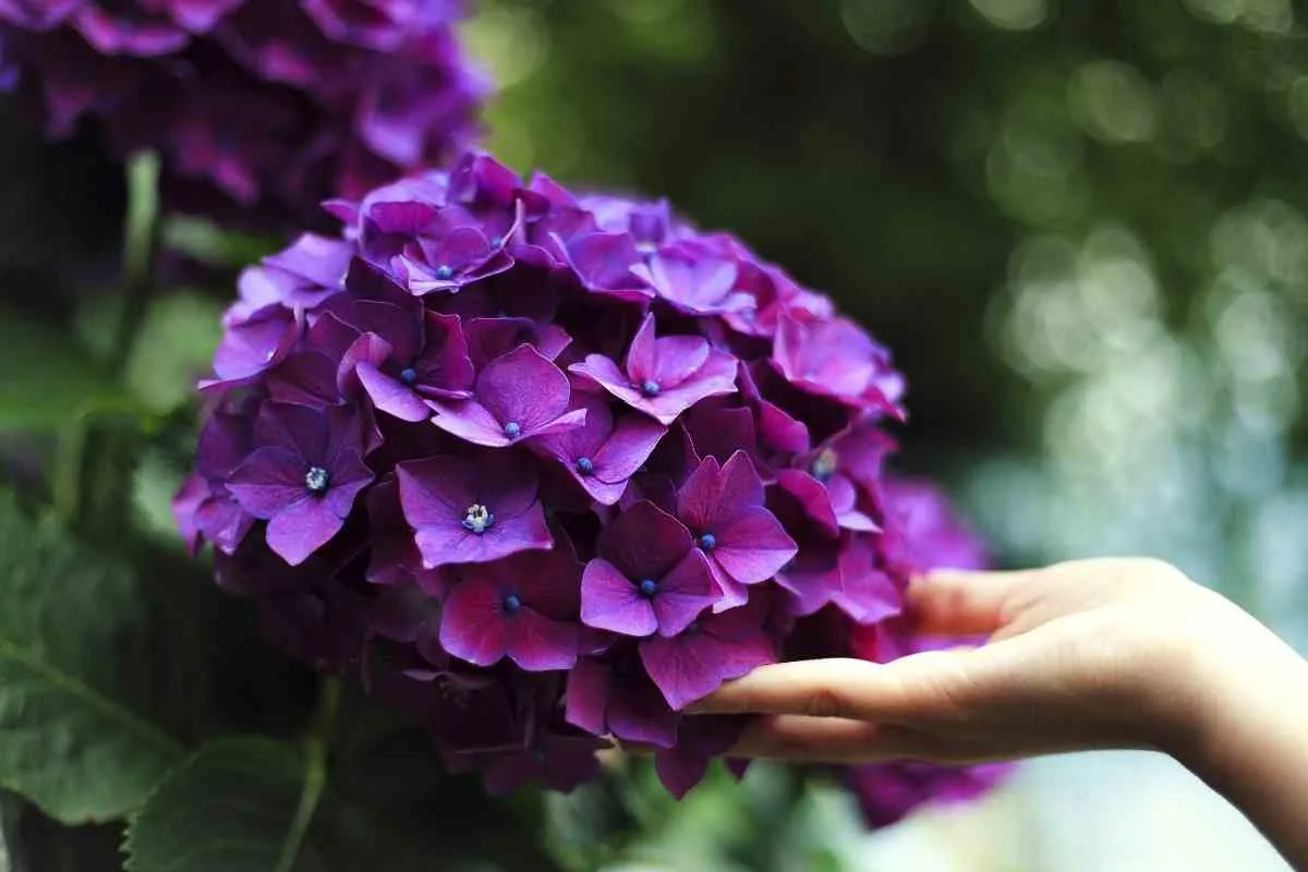 purple_hydrangea_blossom