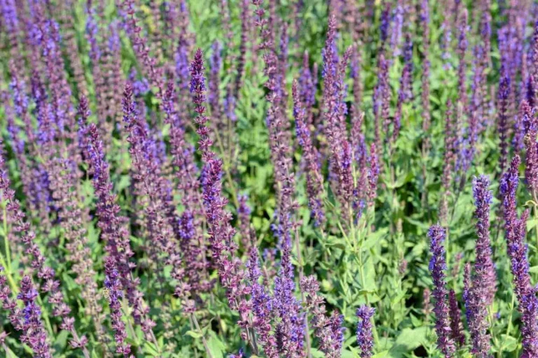 5 Kräuter, Die Blaue Blüten Hervorbringen