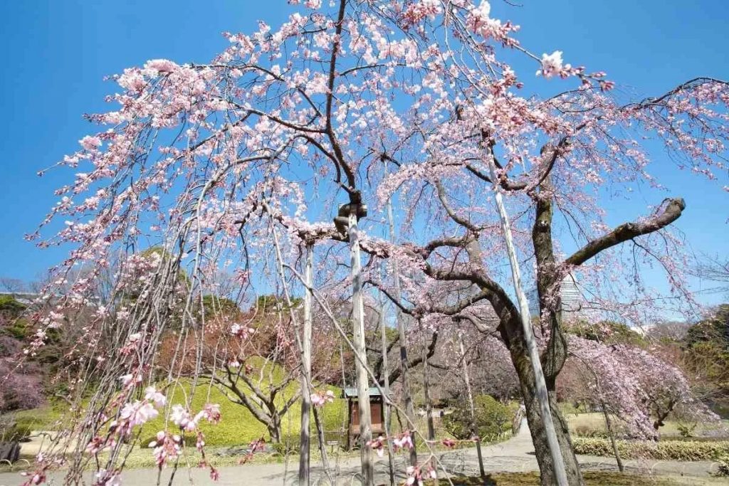 Saisonaler Leitfaden Für Japanische Blumen