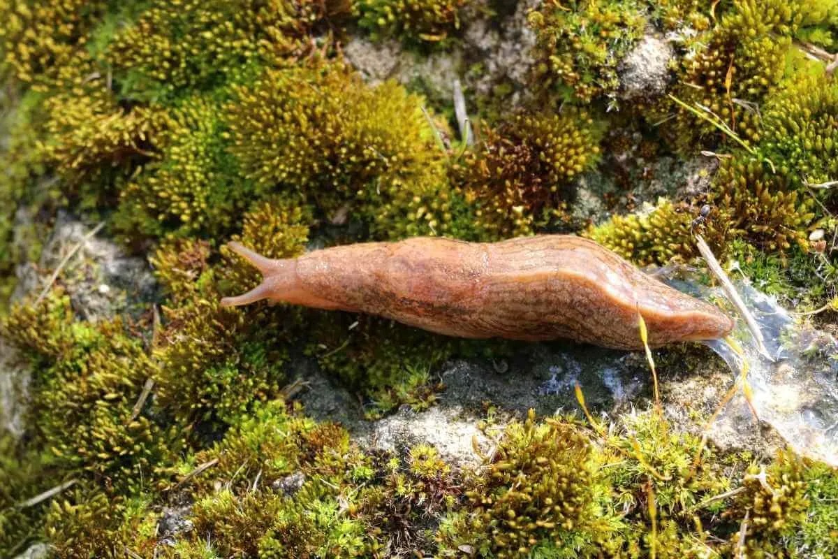 Beißen Schnecken? Haben Sie Zähne? Gartnerwelt