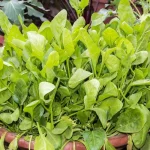 Welche Gemüsesorten Können Hydroponisch Angebaut Werden?