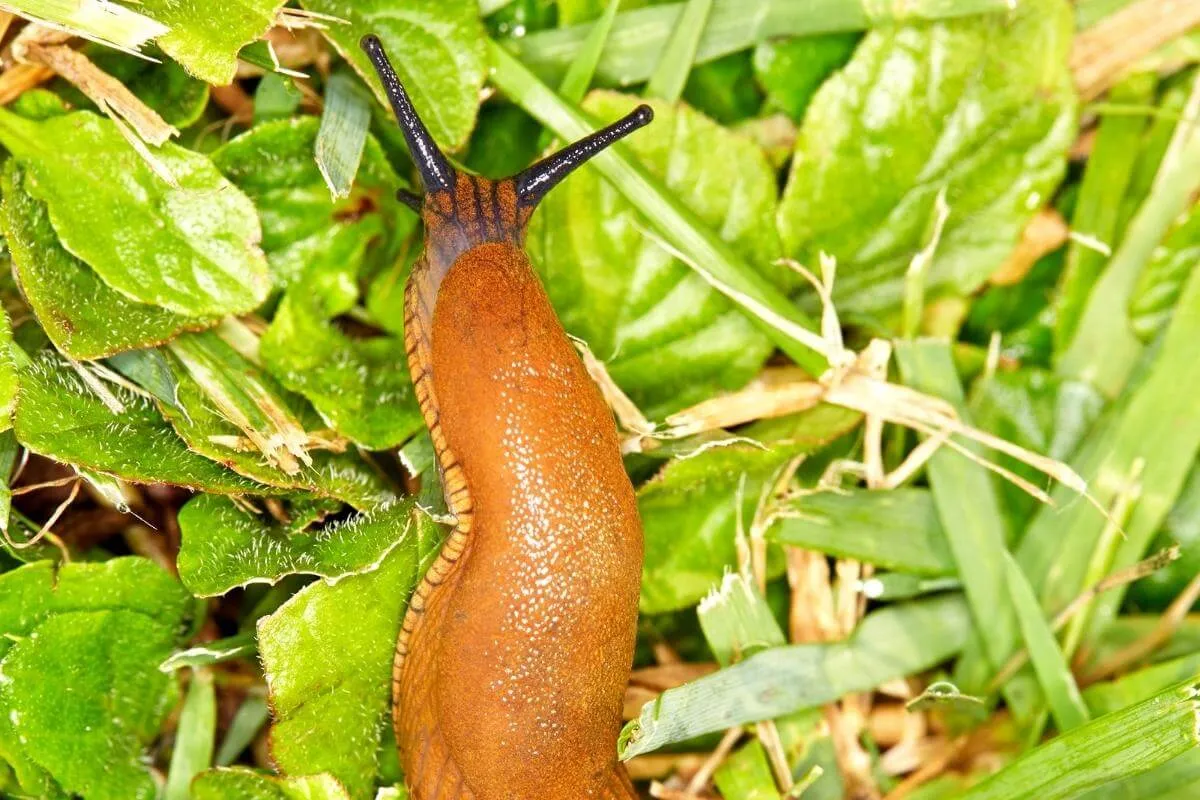 what_is_slug