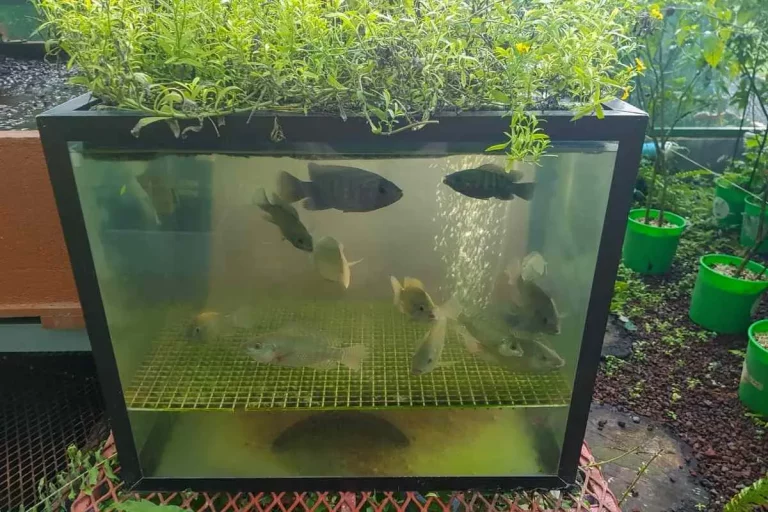 Wie man Fische in Aquaponik pflegt