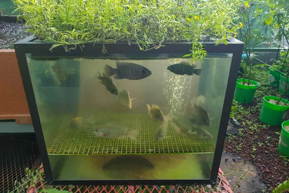 Wie man Fische in Aquaponik pflegt