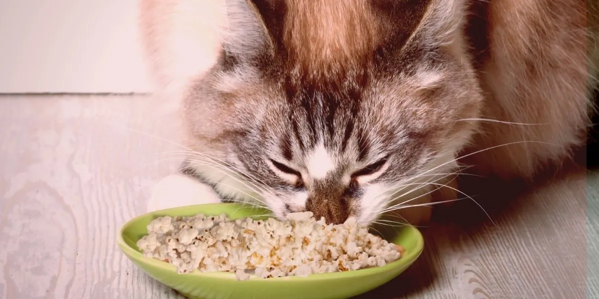 Können Katzen Popcorn fressen?