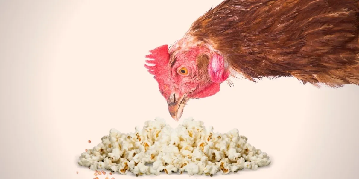 Können Hühner Popcorn essen?