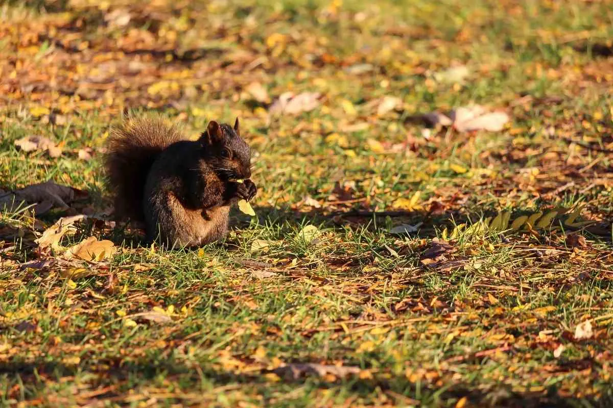 Fressen Eichhörnchen Laub? (Auf Bäumen Oder Aus Rasenflächen)