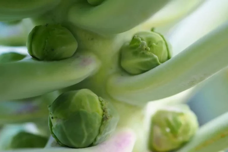 Wie Man Den Besten Dünger Für Rosenkohl Auswählt