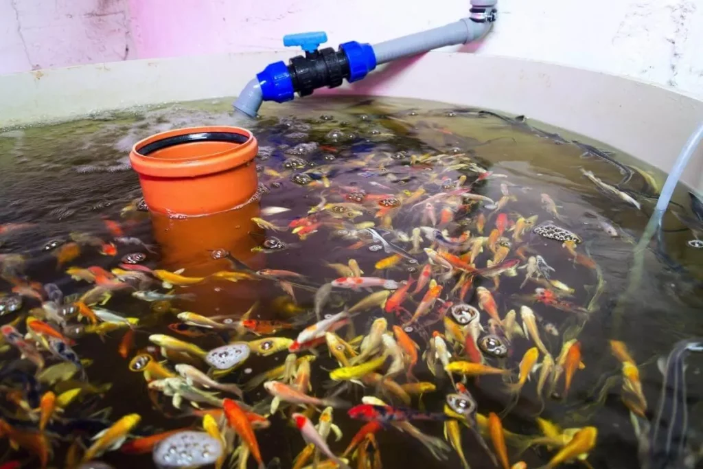 Wie man Fische in Aquaponik pflegt