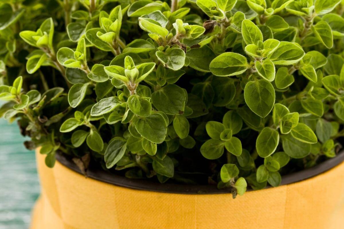 what_oregano_used_for