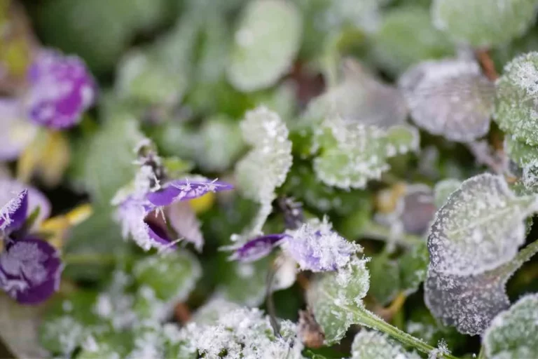 Können Stiefmütterchen den Frost überleben?