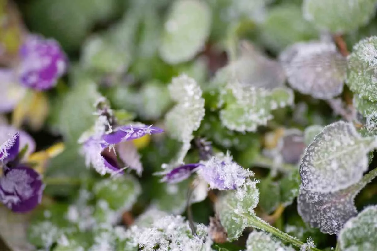 can_pansies_survive_frost
