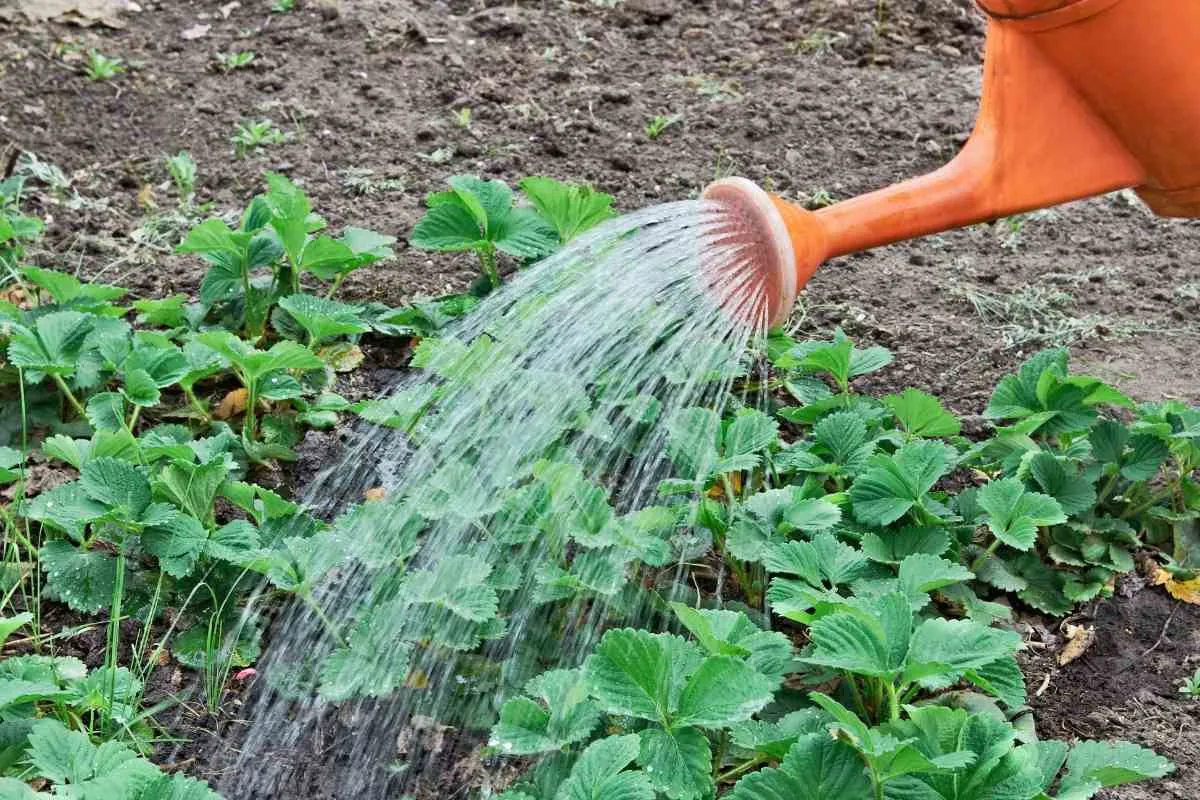 how_often_watering_strawberry_plants