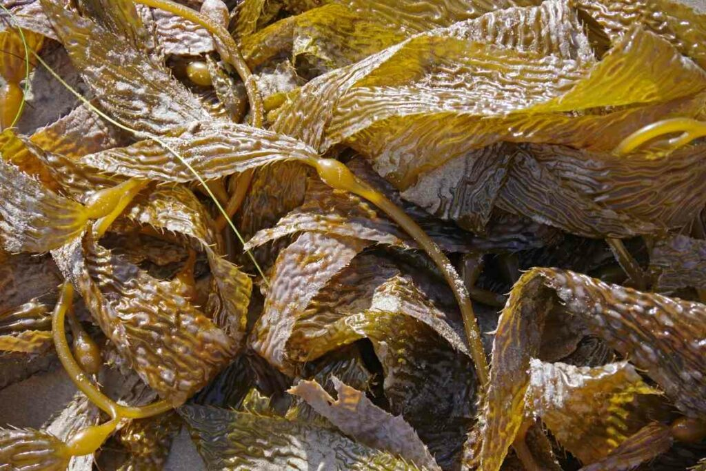 Kelp-Dünger - Ein Leitfaden für Gärtner