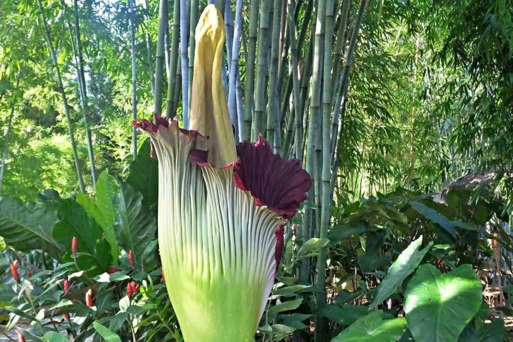 9 Die hässlichsten Pflanzen der Welt