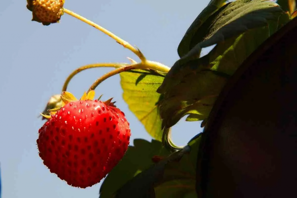 Wie oft sollten Sie Erdbeerpflanzen (Töpfe und Boden) gießen?