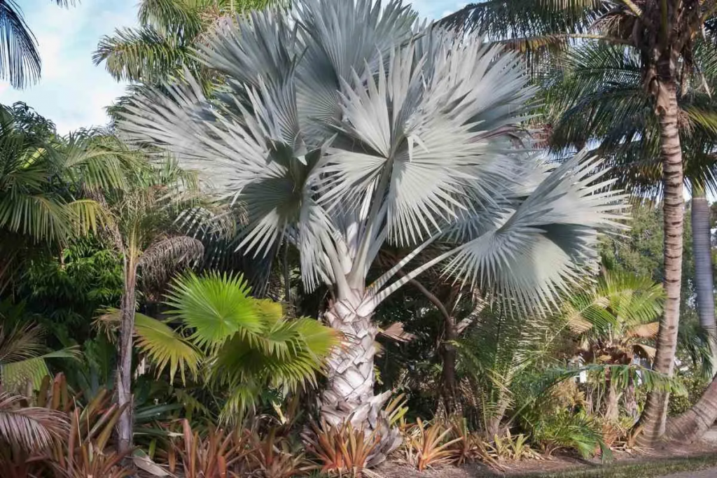 Bei welcher Temperatur wird eine Palme getötet