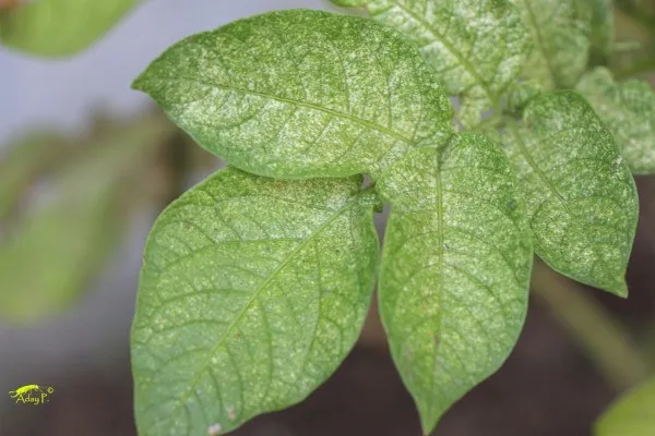 Weiße Flecken auf den Blättern von Pflanzen - wie kann man sie entfernen?