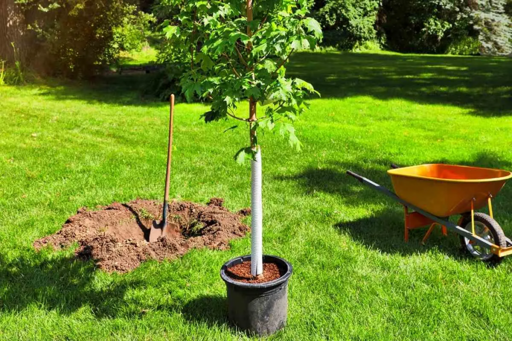 Wie viele Bäume sollte ich pro Acre pflanzen?