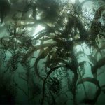 Kelp-Dünger – Ein Leitfaden für Gärtner