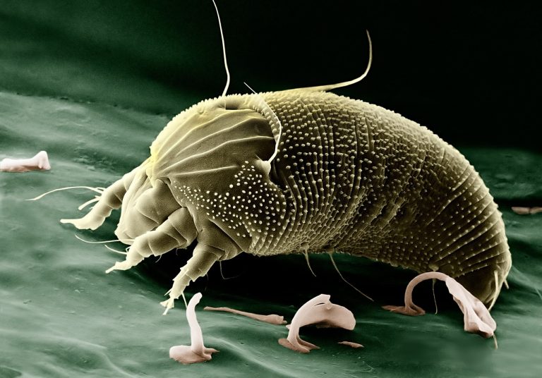 mite, aceria anthocoptes, acari-67638.jpg