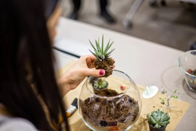 Wie beschneidet man Terrarienpflanzen?