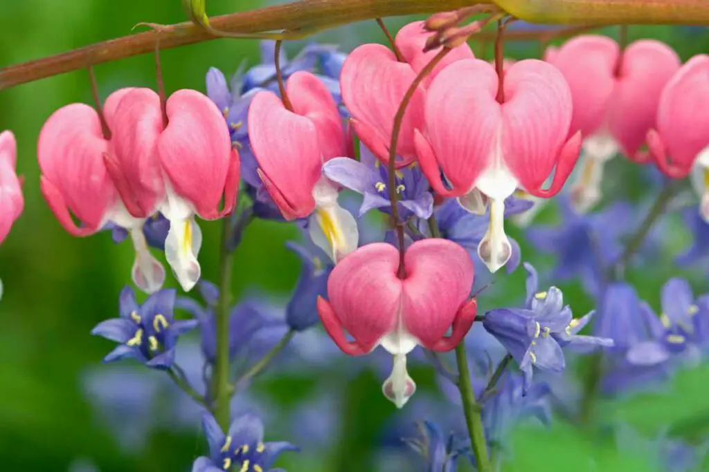 Heartlea-Philodendron-1-1024×683