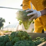 Ist Brokkoli von Menschenhand gemacht? Die Wahrheit über seine Ursprünge