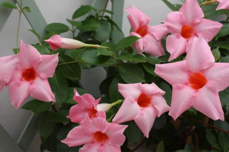 Wie man Mandevilla düngt