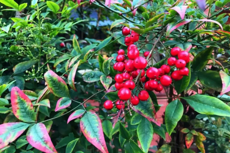 Vorsicht beim Pflanzen von Nandina in Ihrem Garten